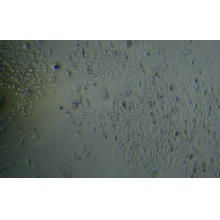 MH7A人正常关节滑膜成纤维细胞