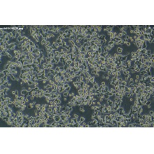 NCI-H810 （人非小细胞肺癌细胞）