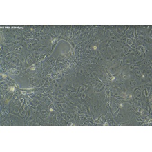 NCI-H820 （人非小细胞肺癌细胞）