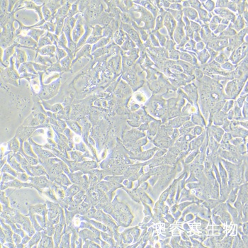 KP-2 （人胰腺癌细胞）