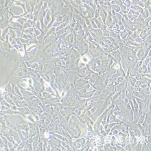 KP-2 （人胰腺癌细胞）