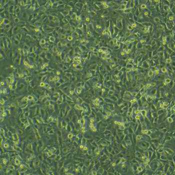 HC11（小鼠乳腺上皮细胞）