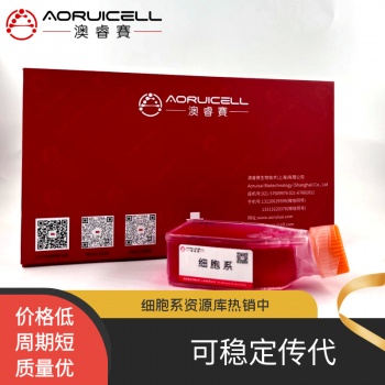 KLN205（小鼠肺癌鳞癌细胞）