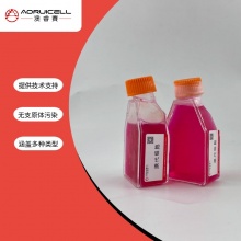 人结肠癌成纤维细胞永生化