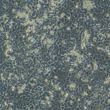 HC11（小鼠乳腺上皮细胞）