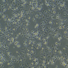 HC11（小鼠乳腺上皮细胞）