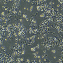 HC11（小鼠乳腺上皮细胞）