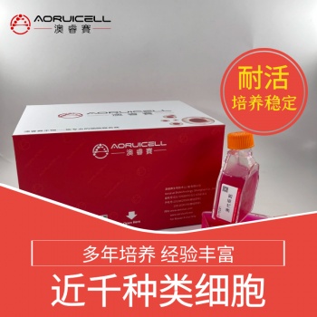 人原代根尖牙乳头干细胞