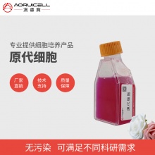 兔卵巢微血管内皮细胞