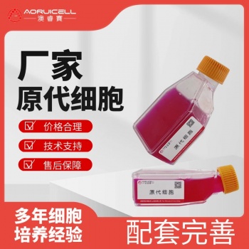 人结肠成纤维细胞永生化