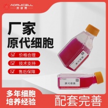 人心脏微血管内皮细胞永生化