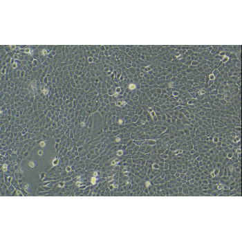 MCF 10A细胞专用培养基