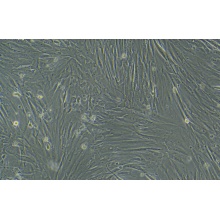 WI-38细胞专用培养基