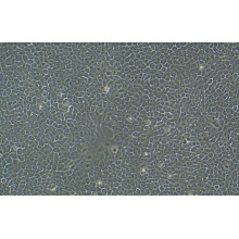 MCF 10A细胞专用培养基