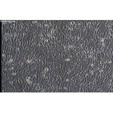 HTMC 人眼小梁网细胞