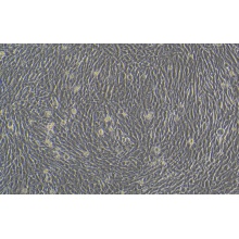 HA-VSMC;HAVSMC（人主动脉血管平滑肌细胞）