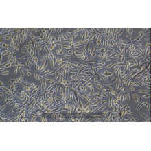 MNT-1（人黑色素瘤细胞）