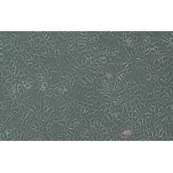 Hep3B 人肝癌细胞