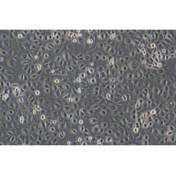 HCoEpiC（人正常结肠上皮细胞）