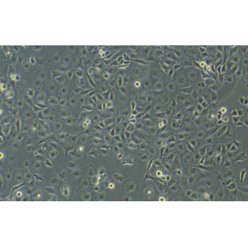 661W（小鼠视网膜感光细胞）