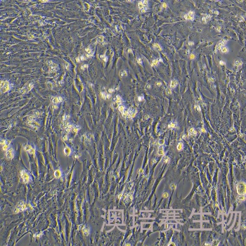 MIO-M1视网膜Muller干细胞