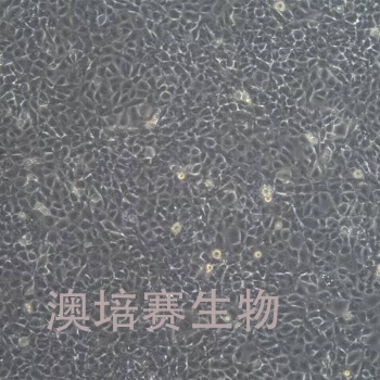 C28/I2  （人软骨细胞系）