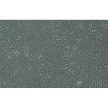 Hep3B 人肝癌细胞