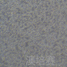 TOLEDO（人弥漫大B细胞淋巴瘤细胞）