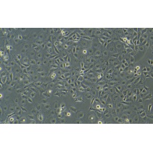 661W（小鼠视网膜感光细胞）