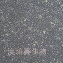 C28/I2  （人软骨细胞系）