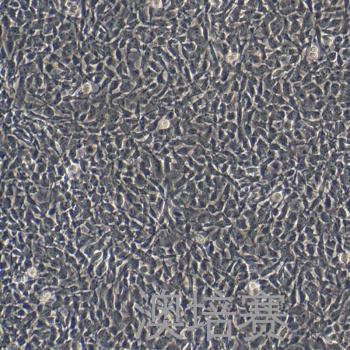 egc（大鼠空肠细胞）