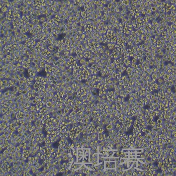 EL-4-B51（小鼠胸腺淋巴瘤细胞）