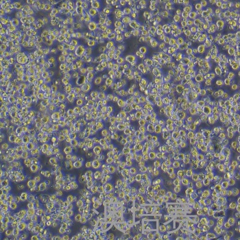 H22-LUC-GFP-Puro（小鼠肝癌细胞--绿色荧光蛋白-荧光素酶标记）