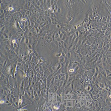 PK-59（人胰腺癌细胞）