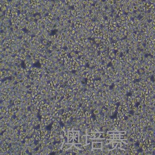 EL-4-B51（小鼠胸腺淋巴瘤细胞）