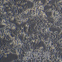 MC3T3-E1 Subclone 4（小鼠颅顶前骨细胞亚克隆4）