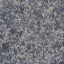 MYC-CAP/LUC（小鼠前列腺癌细胞-荧光素酶标记）