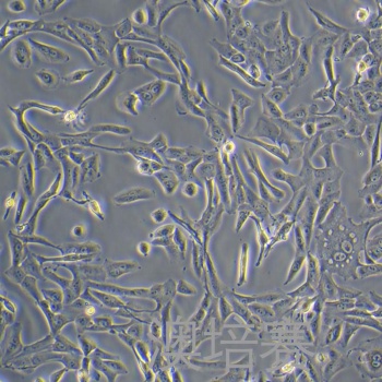 HepaRG（人肝癌细胞）