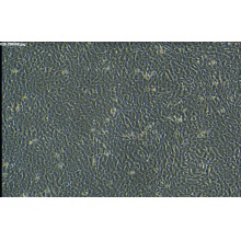 R28 大鼠视网膜前体细胞