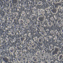 Phoenix-ECO（人逆转录病毒包装细胞）