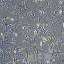 HepaRG（人肝癌细胞）