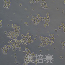 NCI-H146（人小细胞肺癌细胞）