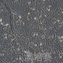 HRT-18G（人结肠癌细胞）