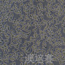 Colon 26（小鼠结肠癌细胞）