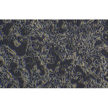 HCMEC 人心脏微血管内皮细胞