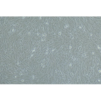 人真皮毛乳头细胞（原代）