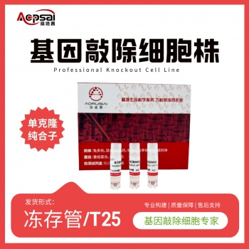 mSmurf2基因敲除株（MC38细胞）