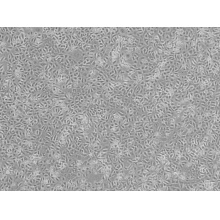 TE-9（人食管癌细胞）