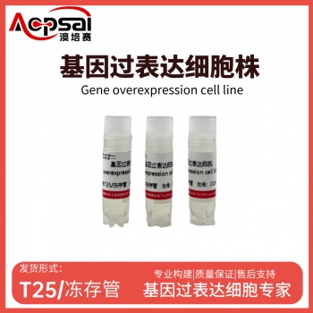 SKNAS细胞ACSM2B基因过表达细胞株