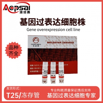 SKOV3细胞ACSM6基因过表达细胞株